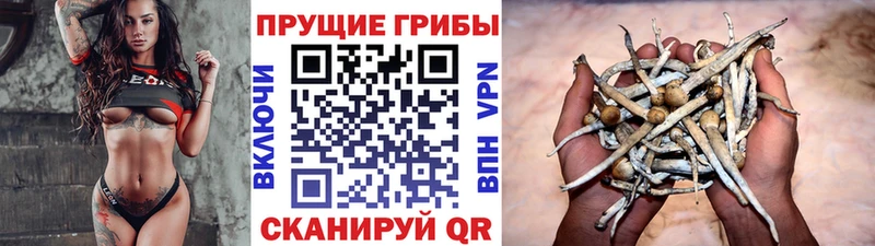 Псилоцибиновые грибы Cubensis  дарнет шоп  Духовщина 